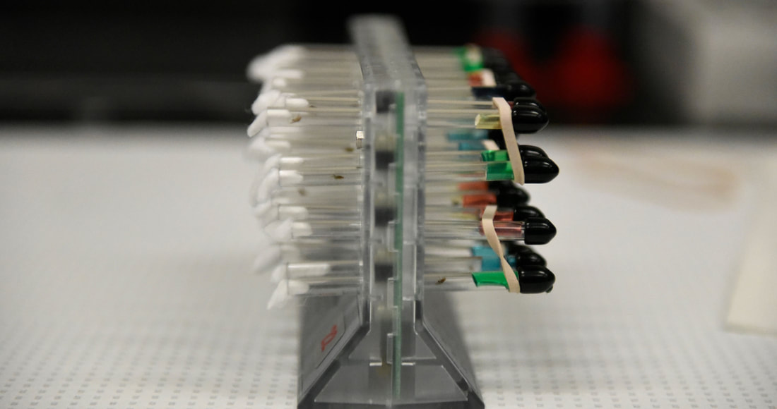 Picture of the Drosophila Activity Monitor