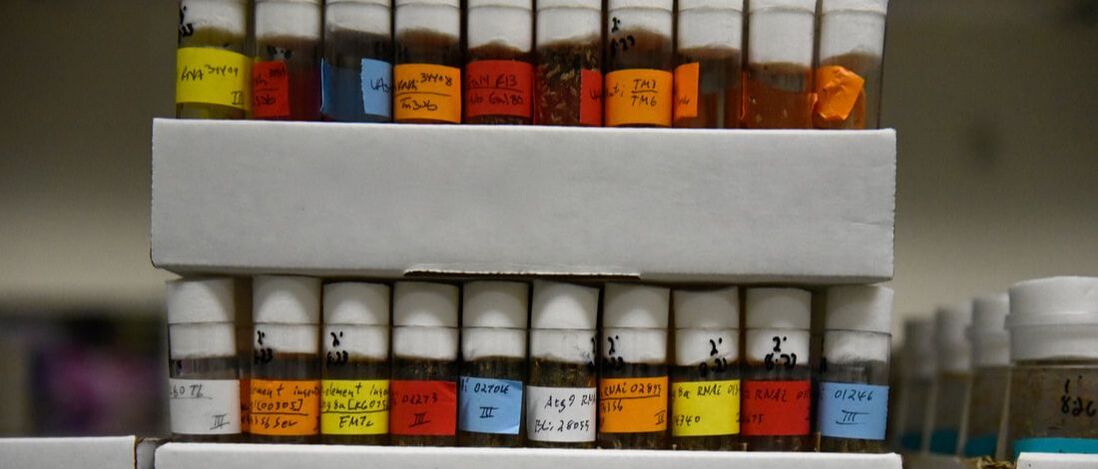 Trays of fly vials
