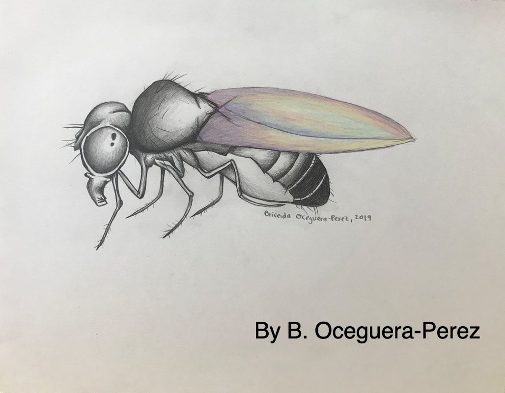 Picture of fruit fly drawn by B. Oceguera-Perez
